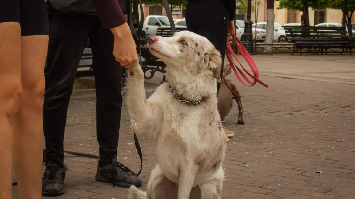 Tematica mascotas perros - Mike Acosta (9)